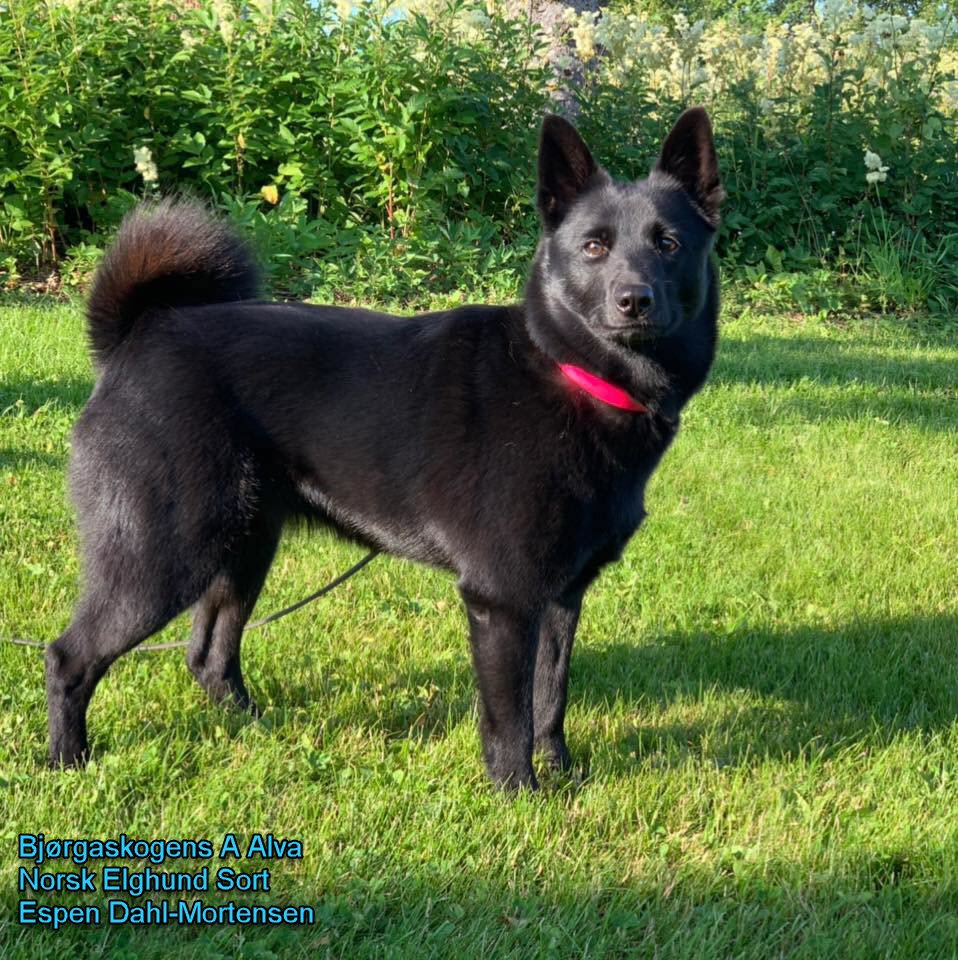 Velfjordprøven 2019