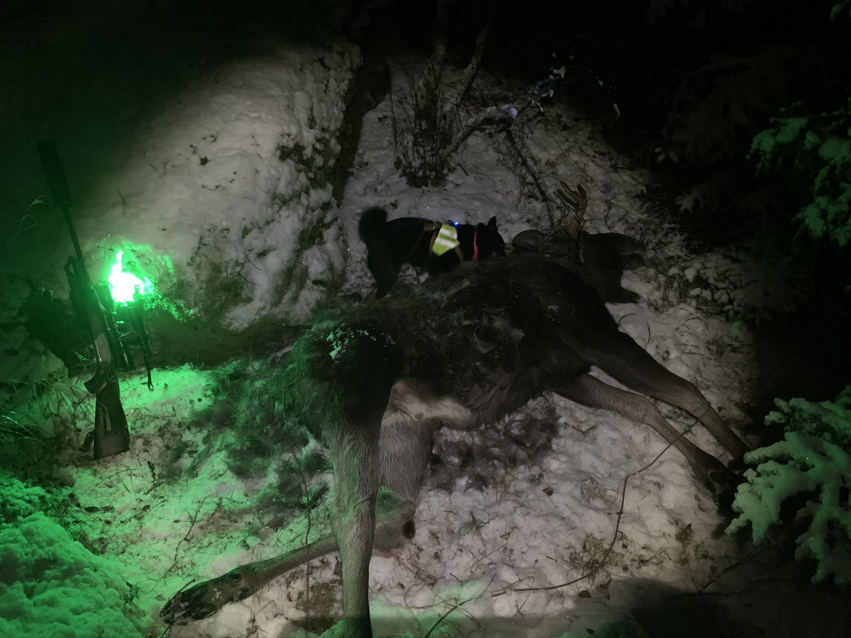 Ettersøk 06.11.2019